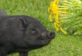 Cute black vietnamese pig Royalty Free Stock Photo