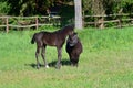 A cute black warmblood filly and a shetlandpony sniffing at each other in a green meadow