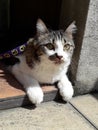 Cute black and white adult 4 year old cat laying on brown orange tile with harness on purple leash bask under sunlight sunshine Royalty Free Stock Photo