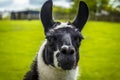 A cute black and white alpaca on a farm in Worksop, UK on a spring day Royalty Free Stock Photo