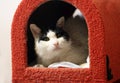 Cute black and white bicolor cat in the cat litter