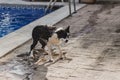 cute black and white border collie a cute dog playing at the pool and having a good time during the summer vacation holidays. Royalty Free Stock Photo