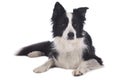 Cute black and white border collie dog lying Royalty Free Stock Photo