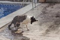 Cute black and white border collie a cute dog playing at the pool and having a good time during the summer vacation holidays. Royalty Free Stock Photo