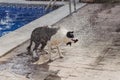 cute black and white border collie a cute dog playing at the pool and having a good time during the summer vacation holidays. Royalty Free Stock Photo