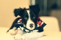 Border Collie puppy looks sleep in the couch.