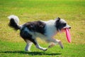 Black and white bordoodle dog with long hair running with a pink frisbee in its mouth