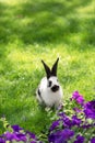 cute black and white bunny on green grass near purple Royalty Free Stock Photo