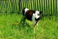 Cute black and white calf grazes in a clearing. Animal, farm concept. Royalty Free Stock Photo