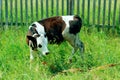 Cute black and white calf grazes in a clearing. Animal, farm concept. Royalty Free Stock Photo