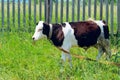 Cute black and white calf grazes in a clearing. Animal, farm concept. Royalty Free Stock Photo