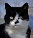 Cute black and white cat close up Royalty Free Stock Photo