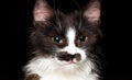 Cute black and white cat, dark background Royalty Free Stock Photo
