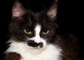 Cute black and white cat, dark background Royalty Free Stock Photo