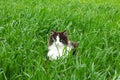 Cute black and white cat on green grass Royalty Free Stock Photo