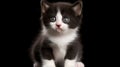 Cute black and white cat kitten looking at the camera over black background Royalty Free Stock Photo