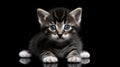 Cute black and white cat kitten looking at the camera over black background Royalty Free Stock Photo