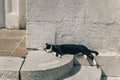 Cute black and white cat lying on a street in Italian old town Royalty Free Stock Photo