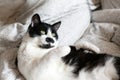 Cute black and white cat with moustache playing with mouse toy on bed. Funny kitty resting and playing on stylish sheets. Space Royalty Free Stock Photo
