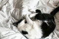 Cute black and white cat with moustache playing with mouse toy on bed. Funny kitty resting and playing on stylish sheets. Space Royalty Free Stock Photo