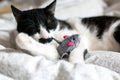 Cute black and white cat with moustache playing with mouse toy on bed. Funny kitty resting and playing on stylish sheets. Space Royalty Free Stock Photo
