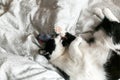 Cute black and white cat with moustache playing with mouse toy on bed. Funny kitty resting and playing on stylish sheets. Space Royalty Free Stock Photo