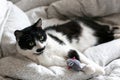 Cute black and white cat with moustache playing with mouse toy on bed. Funny kitty resting and playing on stylish sheets. Space Royalty Free Stock Photo