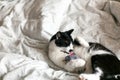 Cute black and white cat with moustache playing with mouse toy on bed. Funny kitty resting and playing on stylish sheets. Space Royalty Free Stock Photo