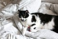 Cute black and white cat with moustache playing with mouse toy on bed. Funny kitty resting and playing on stylish sheets. Space Royalty Free Stock Photo