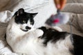 Cute black and white cat with moustache playing with mouse toy on bed. Funny kitty resting and playing on stylish sheets. Space Royalty Free Stock Photo