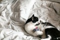 Cute black and white cat with moustache playing with mouse toy on bed. Funny kitty resting and playing on stylish sheets. Space Royalty Free Stock Photo