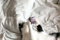 Cute black and white cat with moustache playing with mouse toy on bed. Funny kitty resting and playing on stylish sheets. Space Royalty Free Stock Photo