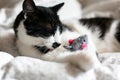 Cute black and white cat with moustache playing with mouse toy and licking paw, grooming on bed. Funny kitty resting and playing Royalty Free Stock Photo