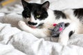 Cute black and white cat with moustache playing with mouse toy and licking paw, grooming on bed. Funny kitty resting and playing Royalty Free Stock Photo