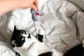 Cute black and white cat with moustache playing with mouse toy in owner hand on bed. Funny kitty resting and playing on stylish Royalty Free Stock Photo