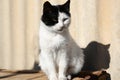 Cute black and white cat outdoors on sunny day. Rural life Royalty Free Stock Photo