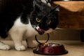 Cute black-and-white cat smacking the lips after feeding Royalty Free Stock Photo