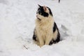 Cute black and white cat in white snow Royalty Free Stock Photo