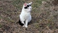 Cute Black and White Cat