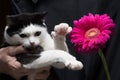 Cute black and white cat touches flower with paw sitting on hands of mistress