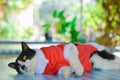 black and white cat wear santa claus red dress sitting on table with green bokeh background. Christmas concept Royalty Free Stock Photo