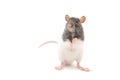 Cute black and white decorative rat standing on hind legs isolated on white background Royalty Free Stock Photo