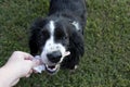 Cute black and white dog biting popcicle stick. Royalty Free Stock Photo