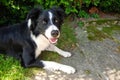 Cute dog - Border Collie, Czech Republic, summer