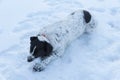 Cute black and white dog chewing piece of ice on a frozen lake during the sunset Royalty Free Stock Photo