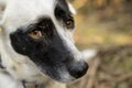 Cute black and white dog looking at the camera. Cute expression Royalty Free Stock Photo