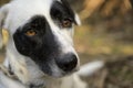 Cute black and white dog looking at the camera. Cute expression Royalty Free Stock Photo