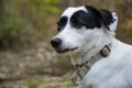 Cute black and white dog looking at the camera. Funny expression Royalty Free Stock Photo