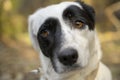 Cute black and white dog looking at the camera. Funny and cute expression Royalty Free Stock Photo