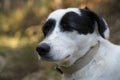 Cute black and white dog looking at the camera. Funny expression Royalty Free Stock Photo